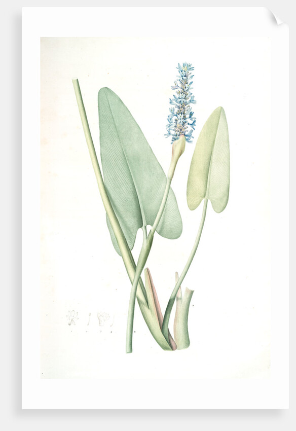 Pontederia cordata, Pontederie en coeur; Pickerel weed, Wampee by Pierre Joseph Redouté