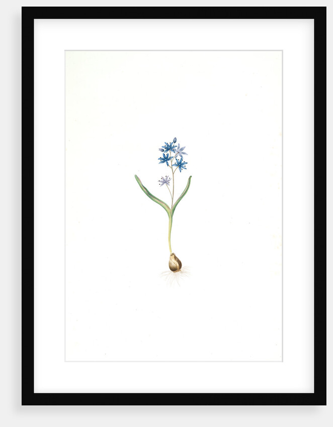 Scilla bifolia, Scille à deux feuilles, Early squill by Pierre Joseph Redouté