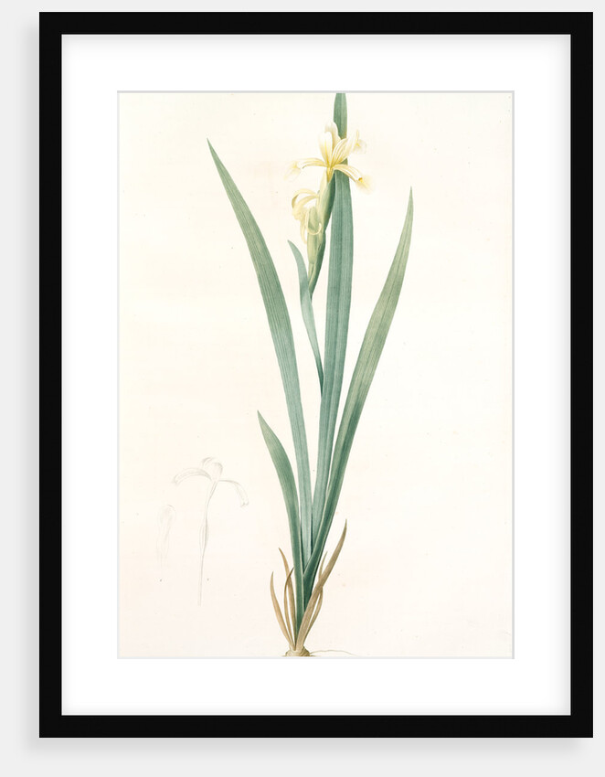 Iris stenogyna, Iris halophila; Iris à stigmates étroits, Long-leaved flag by Pierre Joseph Redouté