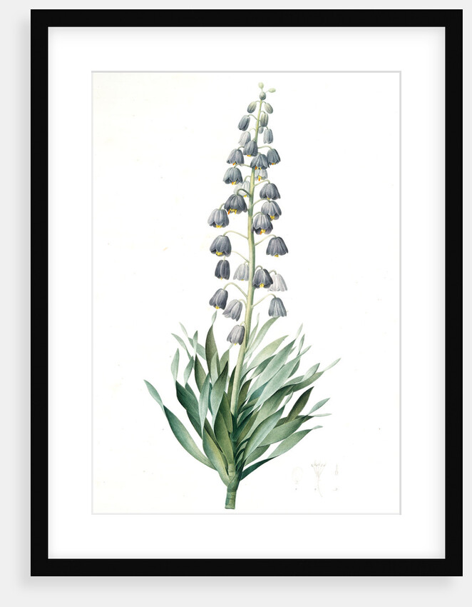 Fritillaria persica, Fritillaire de Perse; Persian Fritillary by Pierre Joseph Redouté