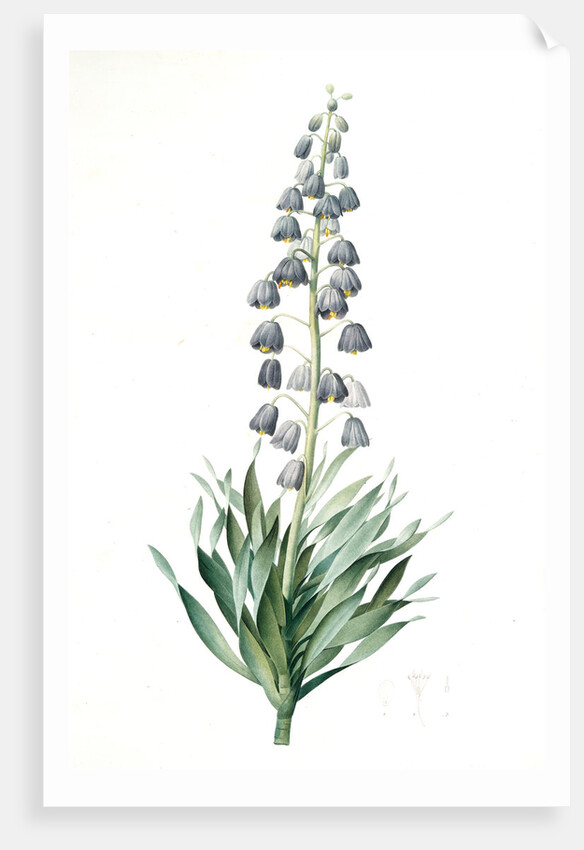 Fritillaria persica, Fritillaire de Perse; Persian Fritillary by Pierre Joseph Redouté
