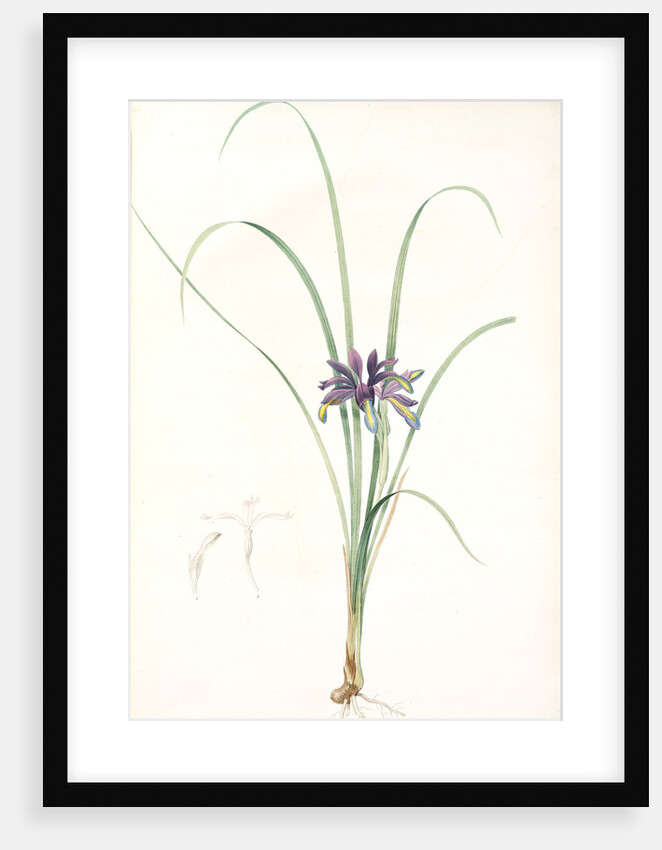 Iris graminea, Iris à feuilles de gramen by Pierre Joseph Redouté