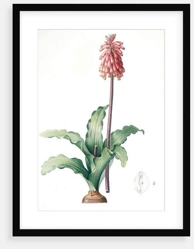 Veltheimia capensis, Veltheimia viridifolia, Green-leaved Forest Lily by Pierre Joseph Redouté