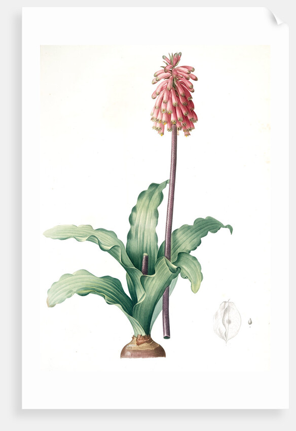Veltheimia capensis, Veltheimia viridifolia, Green-leaved Forest Lily by Pierre Joseph Redouté