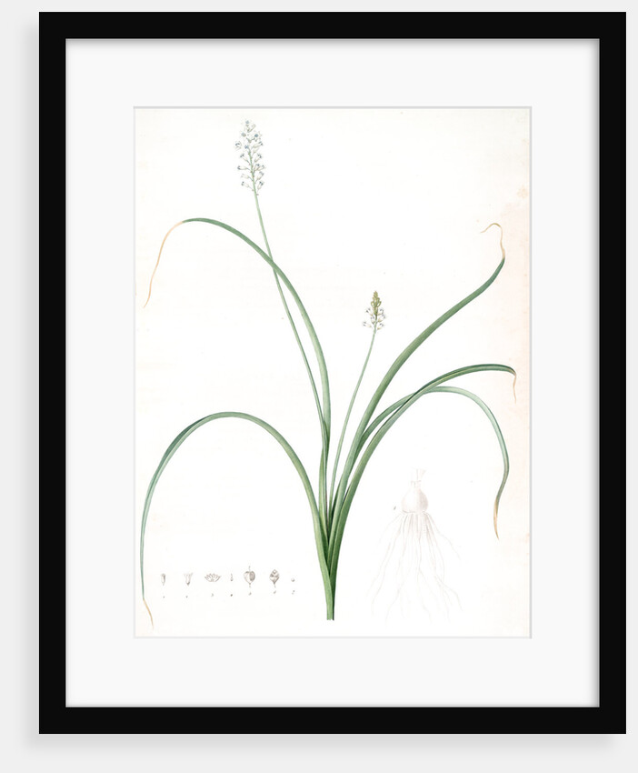 Hyacinthus romanus, Jacinthe d'Italie, Roman Hyacinth by Pierre Joseph Redouté