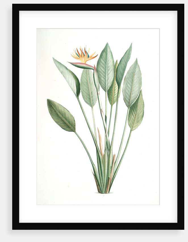 Strelitzia Reginae, Strelitzia reginae; Strelitzia de la reine; Bird of Paradise flower, Crane flower by Pierre Joseph Redouté