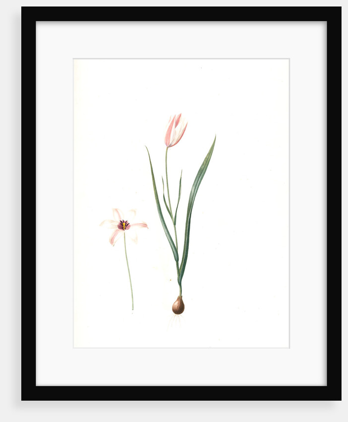 Tulipa Clusiana, Tulipe de l'Ecluse, Lady Tulip by Pierre Joseph Redouté