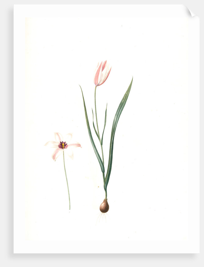 Tulipa Clusiana, Tulipe de l'Ecluse, Lady Tulip by Pierre Joseph Redouté