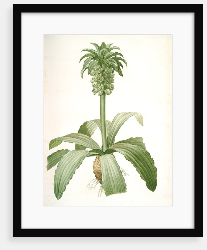 Eucomis regia, Eucomis royale, Pineapple Lily by Pierre Joseph Redouté