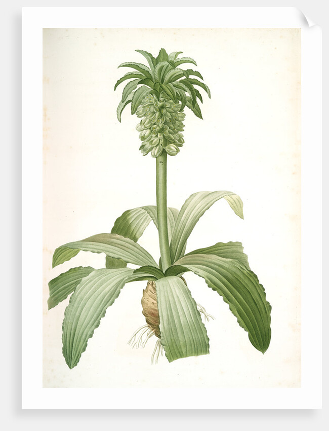 Eucomis regia, Eucomis royale, Pineapple Lily by Pierre Joseph Redouté