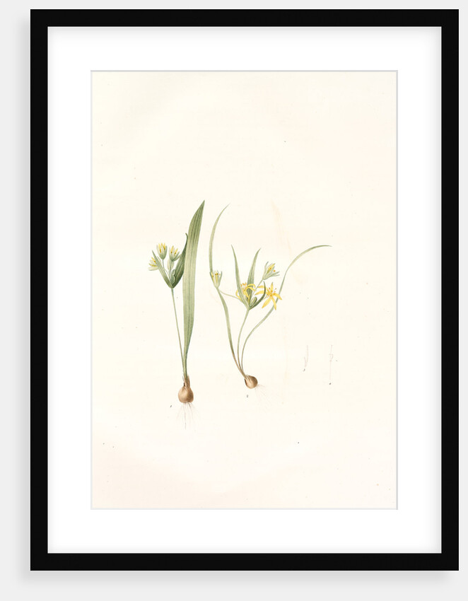 Ornithogalum luteum-O. minimum, Gagea sp; Ornithogale jaune; Ornithogale nain by Pierre Joseph Redouté