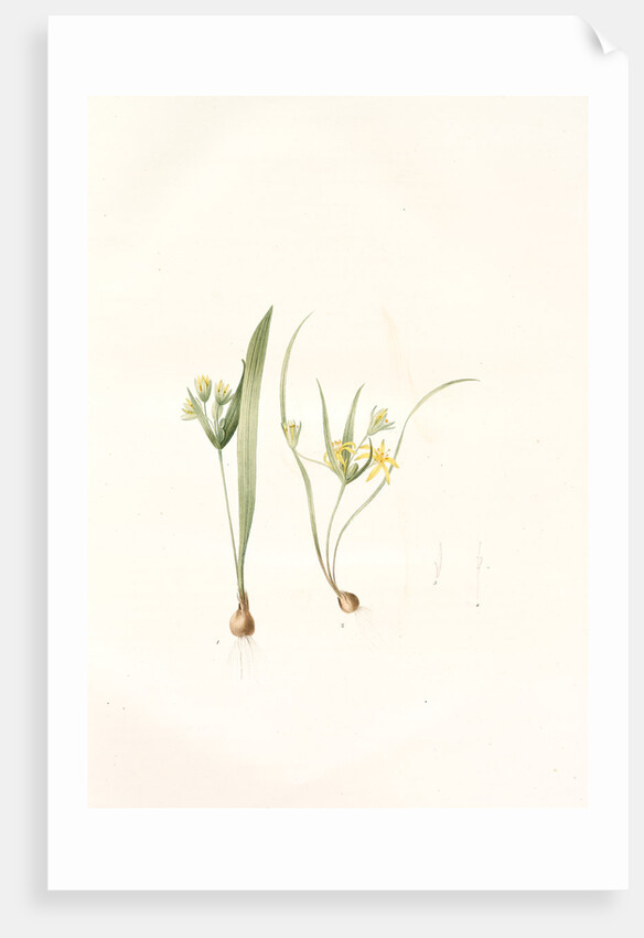 Ornithogalum luteum-O. minimum, Gagea sp; Ornithogale jaune; Ornithogale nain by Pierre Joseph Redouté