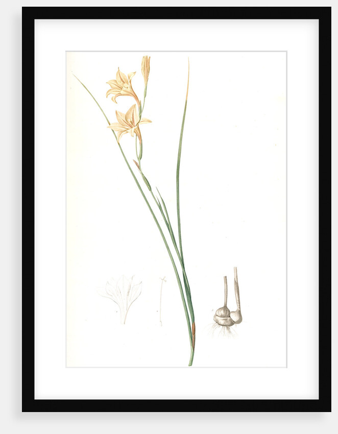 Gladiolus tristis, Glaïel ondulé, Marsh Afrikaner; Square-leaved Corn-flag by Pierre Joseph Redouté