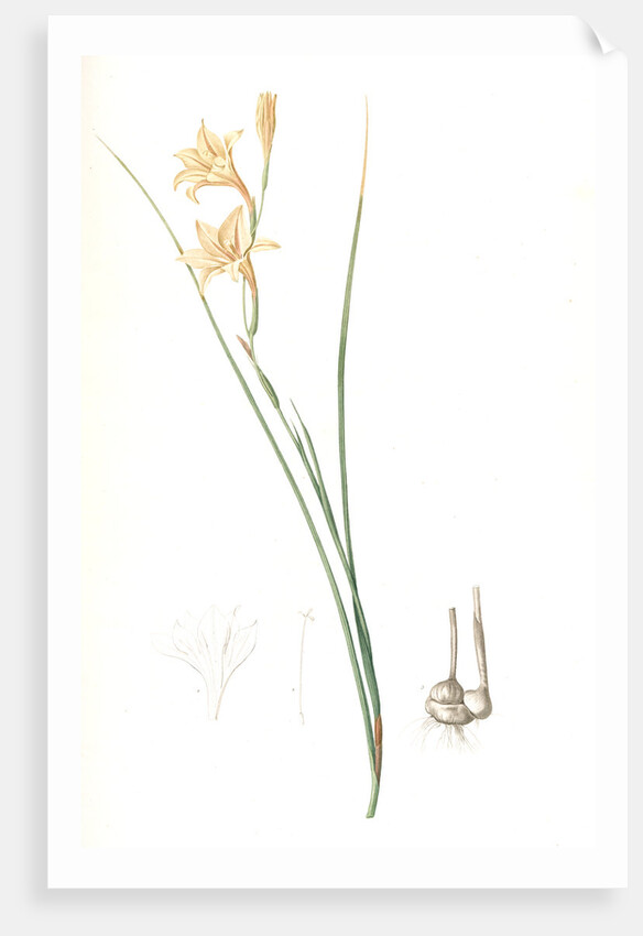 Gladiolus tristis, Glaïel ondulé, Marsh Afrikaner; Square-leaved Corn-flag by Pierre Joseph Redouté