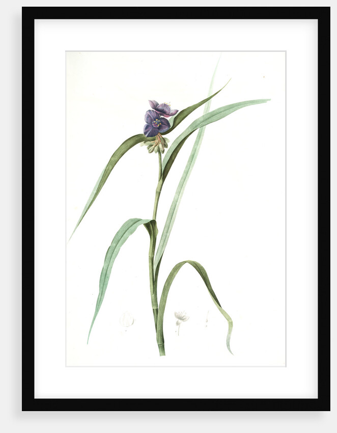 Tradescantia virginica, Tradescantia virginica; Ephémérine de Virginie, Transitory of Virginia; Spiderwort by Pierre Joseph Redouté