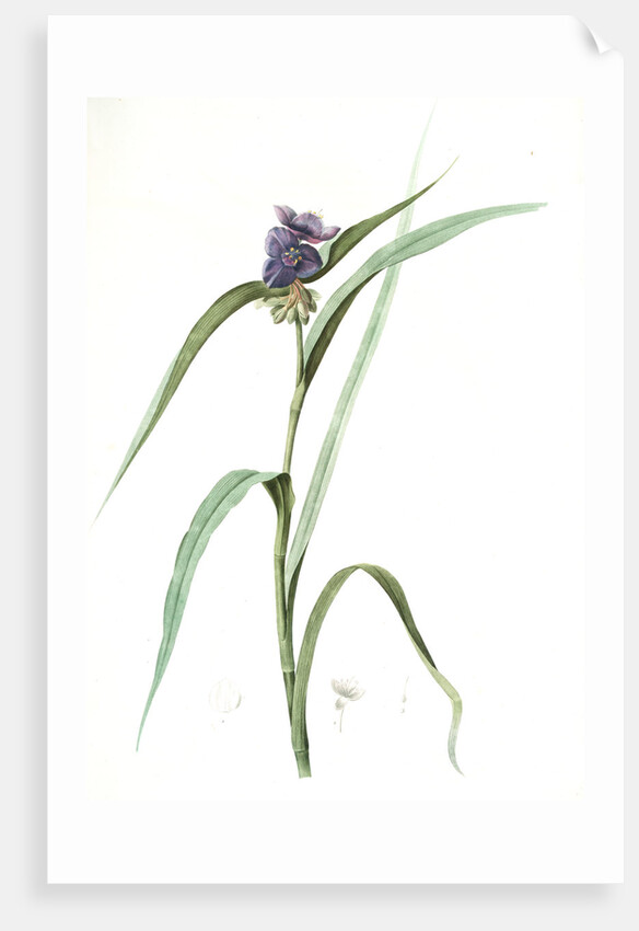 Tradescantia virginica, Tradescantia virginica; Ephémérine de Virginie, Transitory of Virginia; Spiderwort by Pierre Joseph Redouté