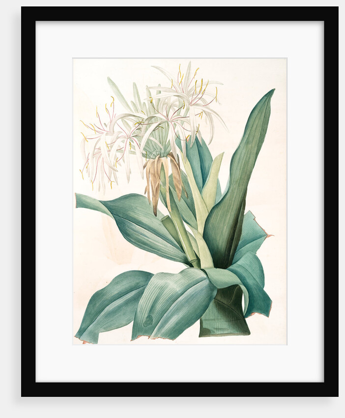 Crinum asiaticum, Crinum d'Asie, Poison bulb by Pierre Joseph Redouté
