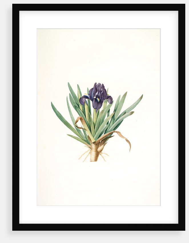 Iris pumila floribus violaceis, Iris naine à fleurs violettes by Pierre Joseph Redouté