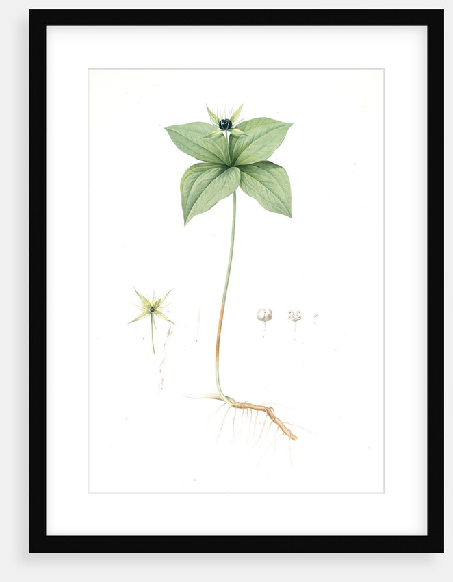 Paris quadrifolia, Parisette à quartre feuilles; Herb Paris, True-Love, or One-Berry by Pierre Joseph Redouté