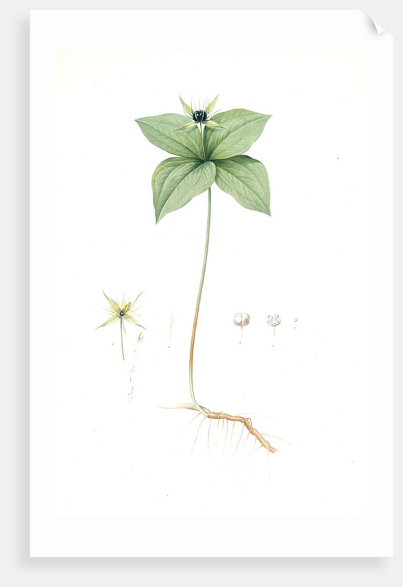 Paris quadrifolia, Parisette à quartre feuilles; Herb Paris, True-Love, or One-Berry by Pierre Joseph Redouté