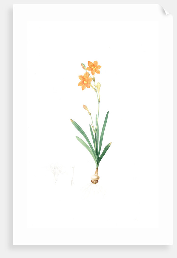 Montbretia, Tritonia securigera; Montbretie, Copper-colored Corn flag by Pierre Joseph Redouté