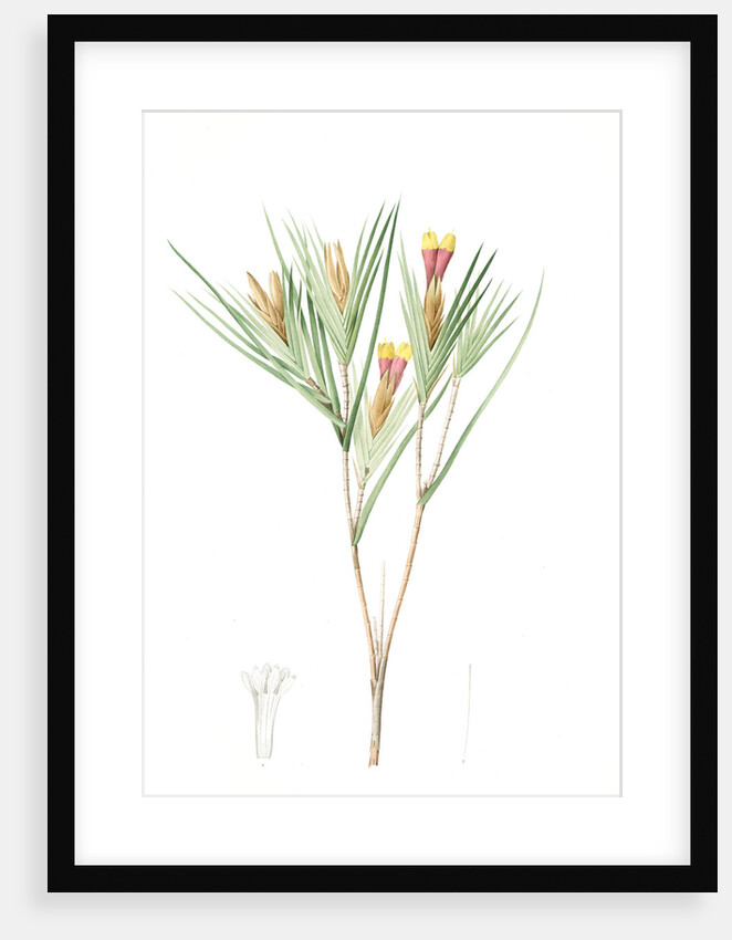 Witsenia Maura, Witsenia maure, Bokmakierie's tail by Pierre Joseph Redouté