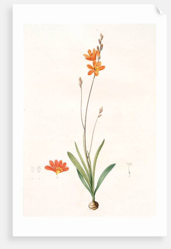 Ixia crocata, Tritonia crocata; Ixia safranée; Blazing Star, Saffron-colored Ixia by Pierre Joseph Redouté