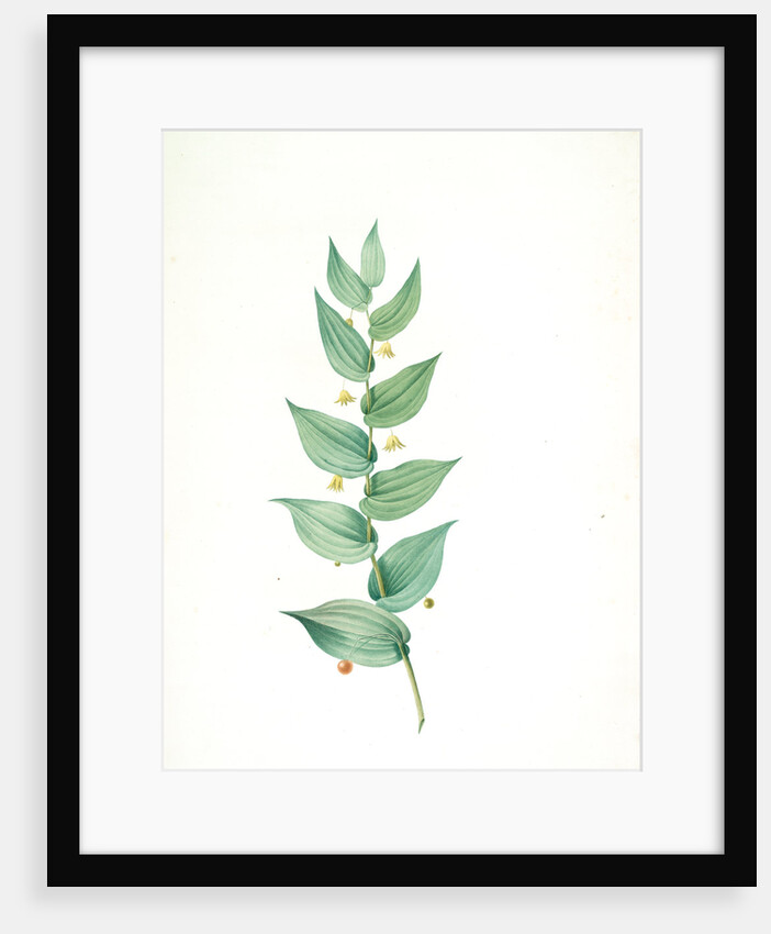 Streptopus amplexifolius, Streptore embrassant; Twisted Stalk by Pierre Joseph Redouté