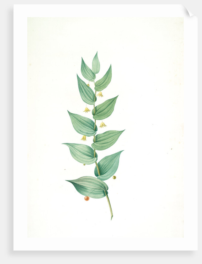 Streptopus amplexifolius, Streptore embrassant; Twisted Stalk by Pierre Joseph Redouté