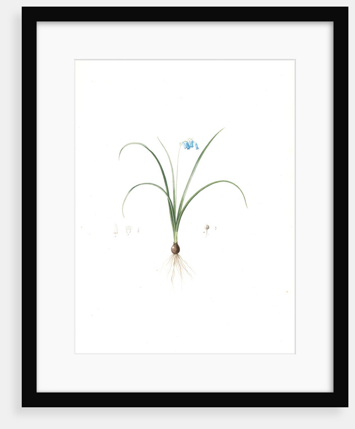 Hyacinthus amethystinus, Jacinthe améthyste, Spanish dwarf Hyacinth, Brimeura amethystina, Hyacinth of the Pyrenees by Pierre Joseph Redouté