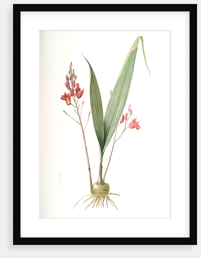 Limodorum purpureum, Bletia verecunda; Limodore pourpre, Pine pink by Pierre Joseph Redouté