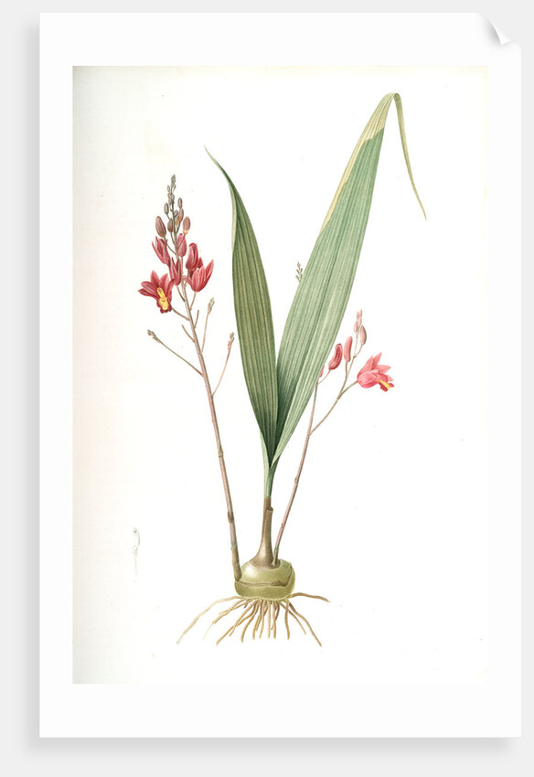 Limodorum purpureum, Bletia verecunda; Limodore pourpre, Pine pink by Pierre Joseph Redouté