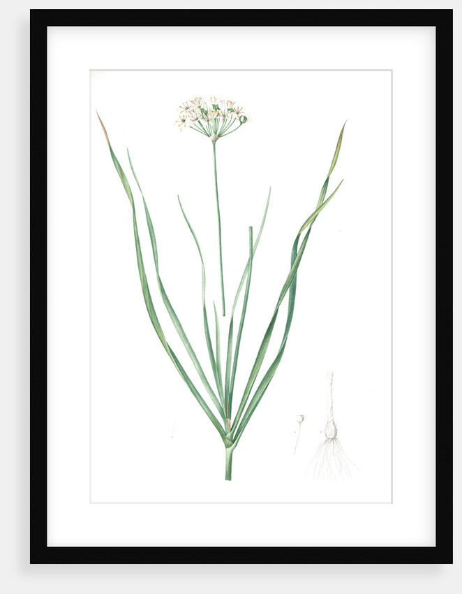 Allium tartaricum, Allium ramosum; Ail de Tartarie, Chinese chives; Fragrant-flowered garlic by Pierre Joseph Redouté