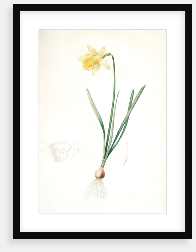 Narcissus pseudo-narcissus, Narcissus Pseudo-Narcissus, Daffodil Lent Lily by Pierre Joseph Redouté