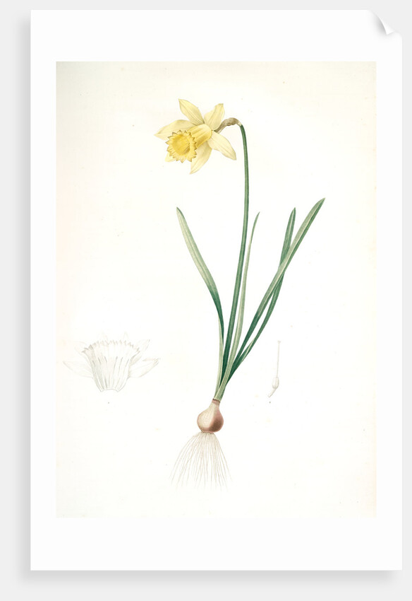 Narcissus pseudo-narcissus, Narcissus Pseudo-Narcissus, Daffodil Lent Lily by Pierre Joseph Redouté