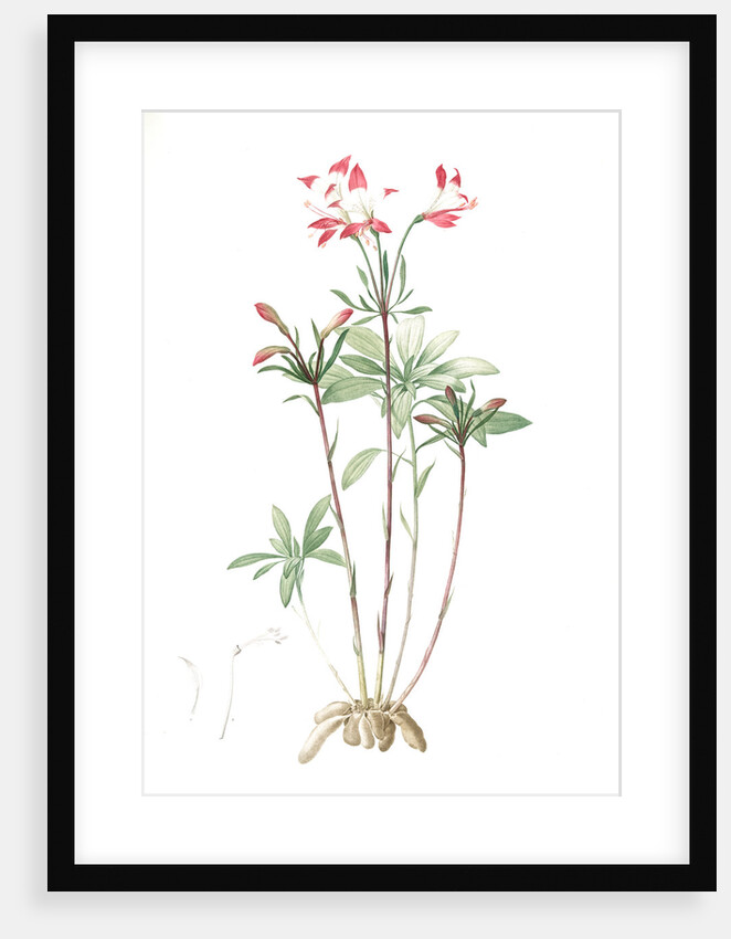 Alstroemeria, Alstroemeria Ligtu; Inca Lily, Peruvian Lily; St Martin's Flower by Pierre Joseph Redouté