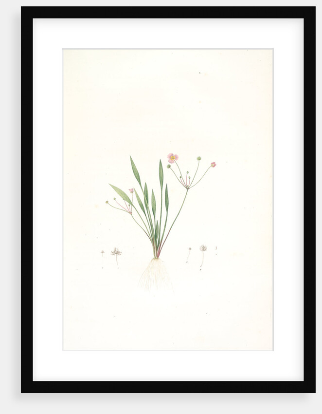 Alisma ranunculo'ides, Fluteau renonculé, Lesser waterplantain by Pierre Joseph Redouté