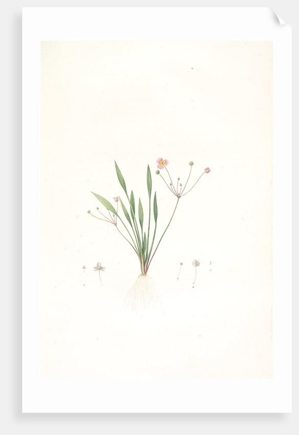 Alisma ranunculo'ides, Fluteau renonculé, Lesser waterplantain by Pierre Joseph Redouté