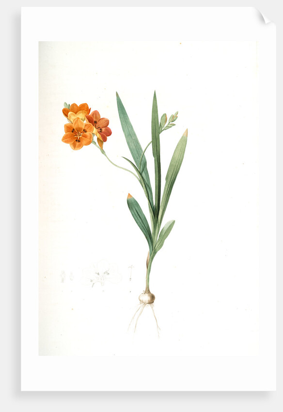 Ixia miniata, Tritonia deusta; Ixia minimum, Copper-color Tritonia by Pierre Joseph Redouté
