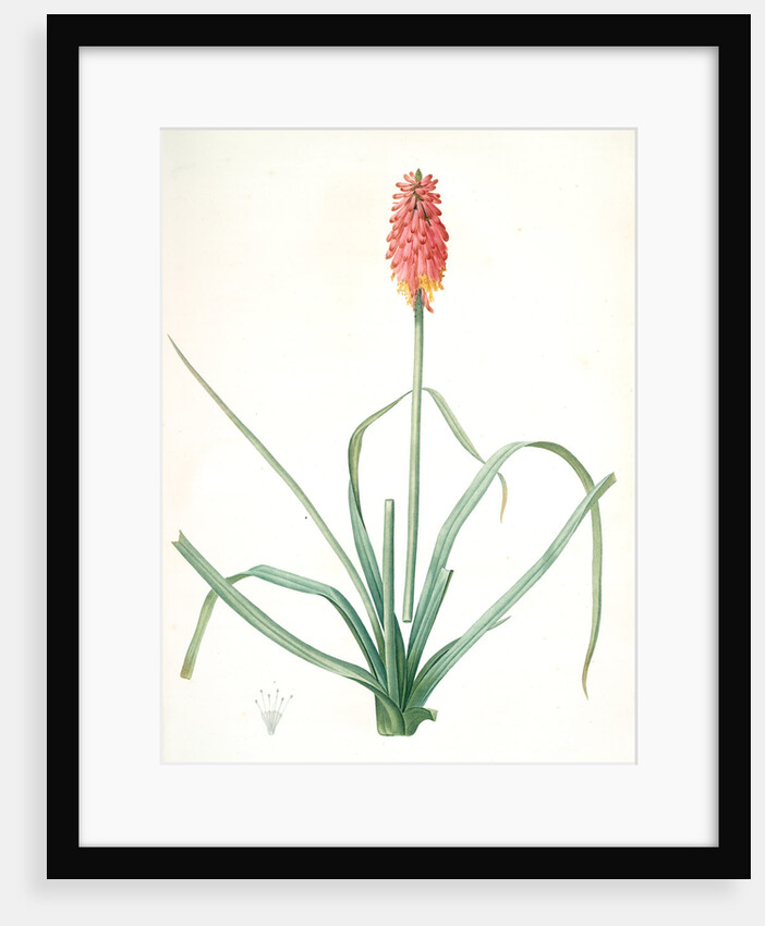 Tritoma media, Kniphofia sarmentosa; Tritoma intermédiaire, Glaucous-leaved Tritoma by Pierre Joseph Redouté