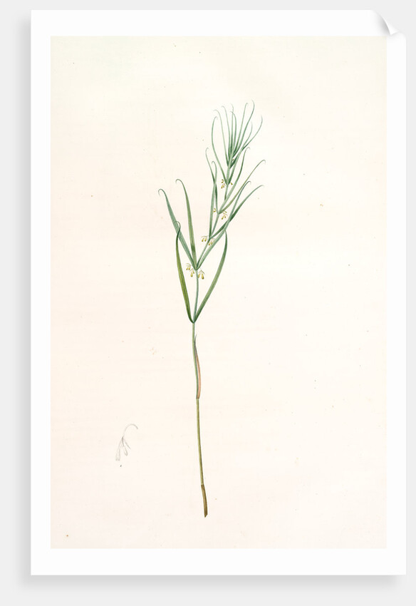 Polygonatum sibiricum, Polygonatum sibiricum; Polygonatum de Sibèrie, Siberian Solomon's seal by Pierre Joseph Redouté