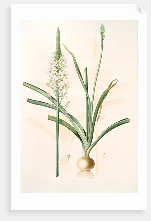 Ornithoga­lum trigynum, Ornithogalum narbonense; Ornithogale à trois styles by Pierre Joseph Redouté