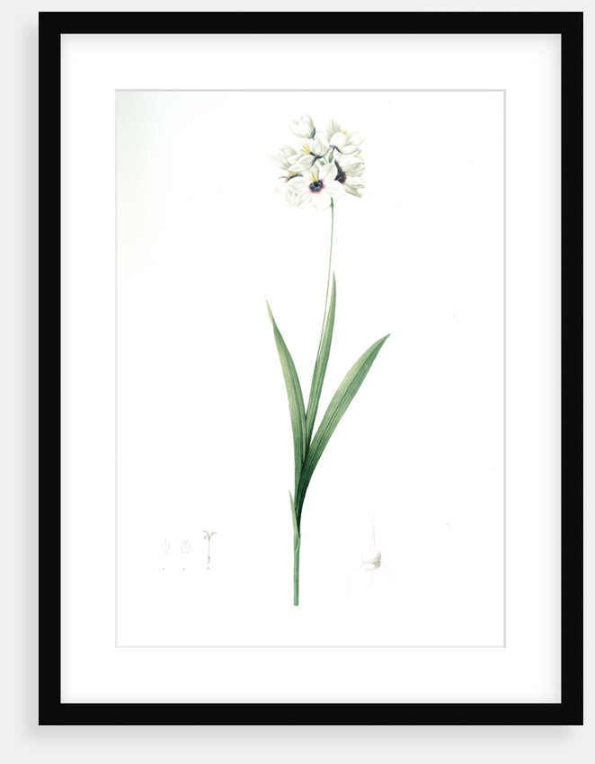 Ixia maculata, Ixia tachée, African cornlily by Pierre Joseph Redouté