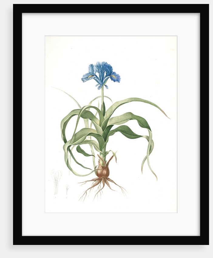 Iris scorpiodes, Iris alata; Iris Scorpion by Pierre Joseph Redouté