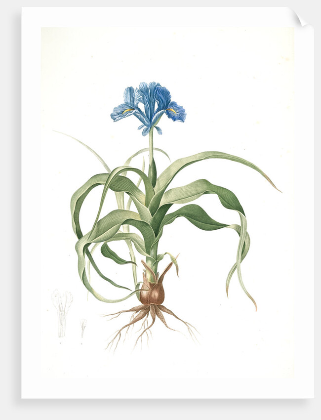 Iris scorpiodes, Iris alata; Iris Scorpion by Pierre Joseph Redouté