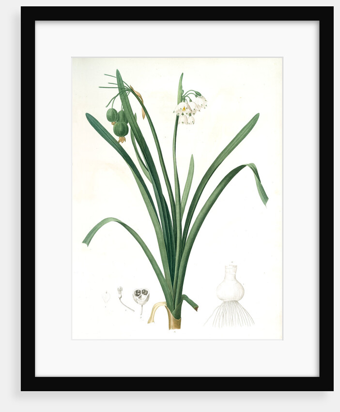 Leucoium aestivum, Leucojum aestivum; Nivéole d'été; Summer Snowflake by Pierre Joseph Redouté