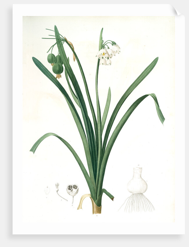 Leucoium aestivum, Leucojum aestivum; Nivéole d'été; Summer Snowflake by Pierre Joseph Redouté