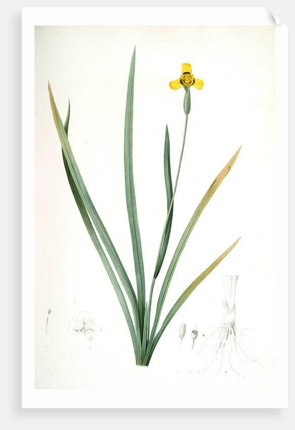 Iris martinicensis, Trimeza lurida; Iris de Martinique, Martinico Iris by Pierre Joseph Redouté