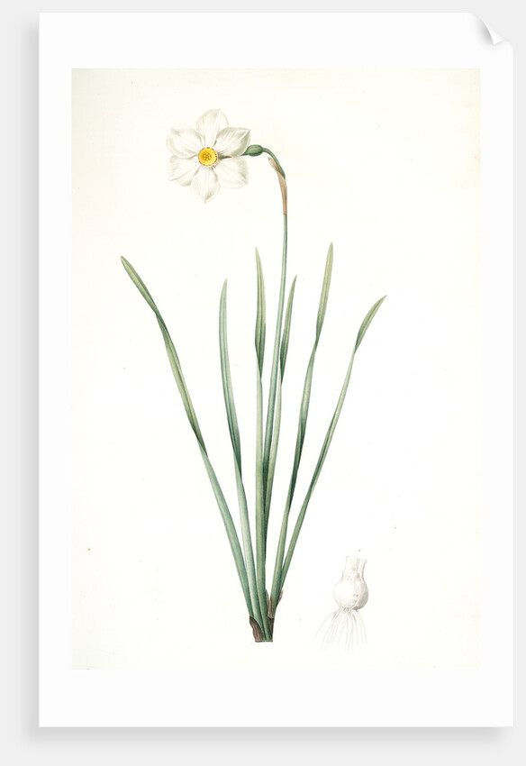 Narcissus poeticus, Narcisse des poétes Poet's Narcissus or Pheasant's Eye by Pierre Joseph Redouté