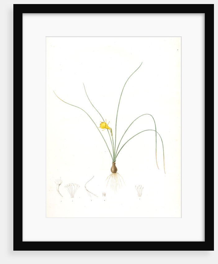 Narcissus tenuifolius, Narcissus à feuilles menues by Pierre Joseph Redouté